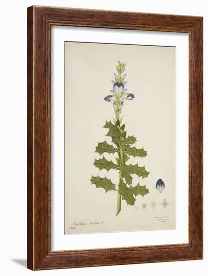 Acanthus Illicifolius Linn, 1800-10-null-Framed Giclee Print