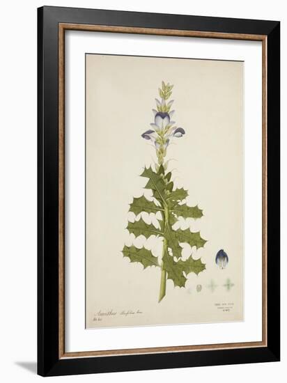 Acanthus Illicifolius Linn, 1800-10-null-Framed Giclee Print