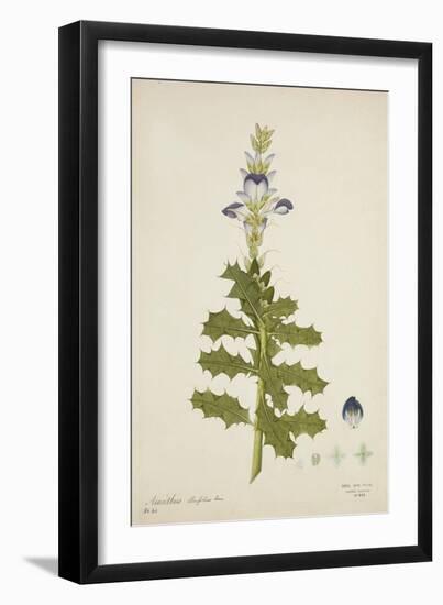 Acanthus Illicifolius Linn, 1800-10-null-Framed Giclee Print