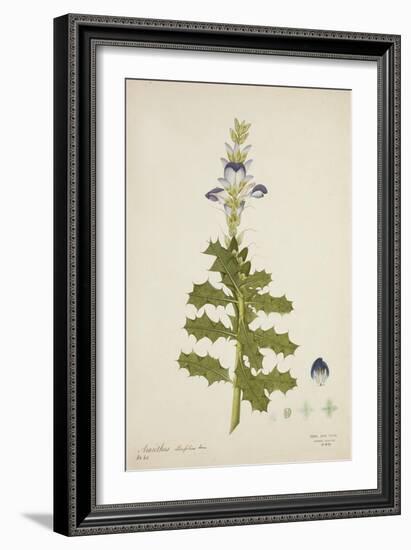 Acanthus Illicifolius Linn, 1800-10-null-Framed Giclee Print