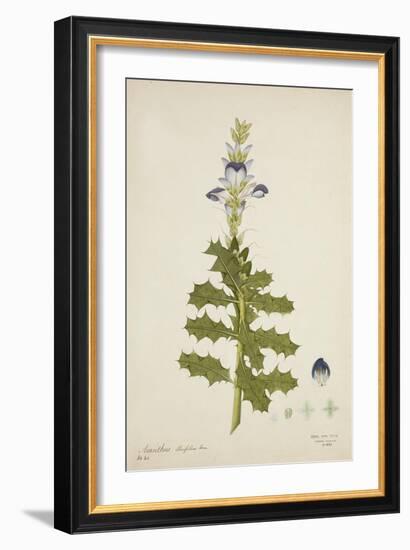 Acanthus Illicifolius Linn, 1800-10-null-Framed Giclee Print