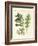 Acanthus Plants-null-Framed Giclee Print