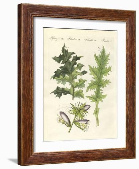 Acanthus Plants-null-Framed Giclee Print