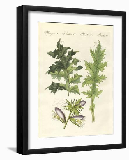 Acanthus Plants-null-Framed Giclee Print