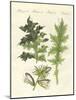Acanthus Plants-null-Mounted Giclee Print