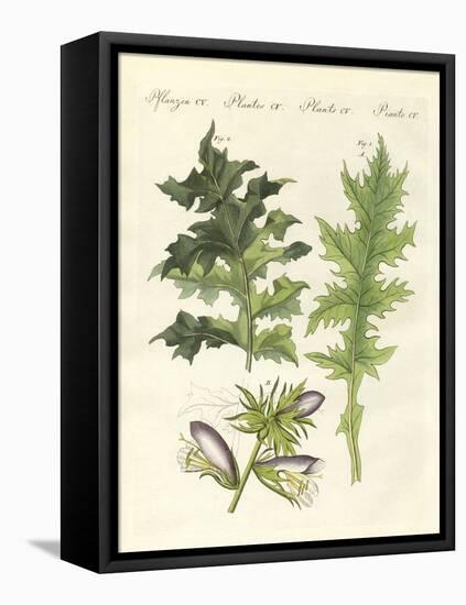 Acanthus Plants-null-Framed Premier Image Canvas