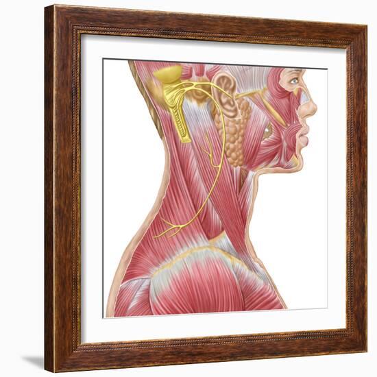 Accessory Nerve View Showing Neck and Facial Muscles-Stocktrek Images-Framed Art Print