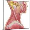 Accessory Nerve View Showing Neck and Facial Muscles-Stocktrek Images-Mounted Art Print