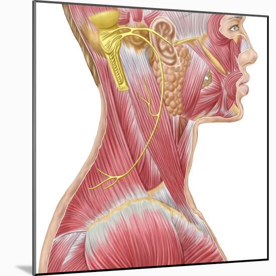 Accessory Nerve View Showing Neck and Facial Muscles-Stocktrek Images-Mounted Art Print