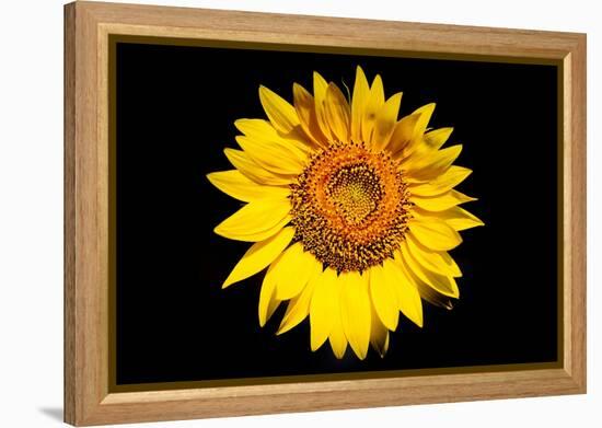 Accidental Sunflower-John Gusky-Framed Premier Image Canvas