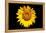 Accidental Sunflower-John Gusky-Framed Premier Image Canvas