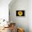 Accidental Sunflower-John Gusky-Framed Premier Image Canvas displayed on a wall