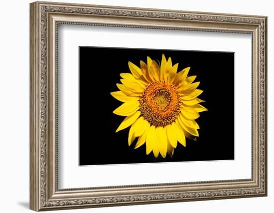 Accidental Sunflower-John Gusky-Framed Photographic Print