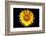 Accidental Sunflower-John Gusky-Framed Photographic Print