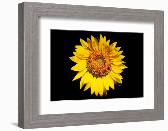 Accidental Sunflower-John Gusky-Framed Photographic Print