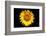 Accidental Sunflower-John Gusky-Framed Photographic Print