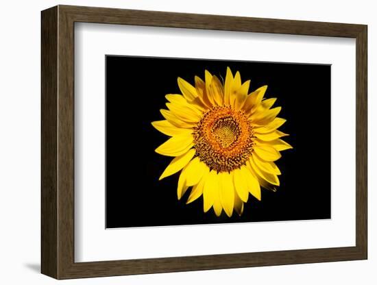 Accidental Sunflower-John Gusky-Framed Photographic Print