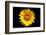 Accidental Sunflower-John Gusky-Framed Photographic Print