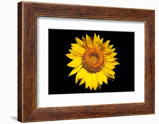 Accidental Sunflower-John Gusky-Framed Photographic Print