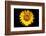 Accidental Sunflower-John Gusky-Framed Photographic Print