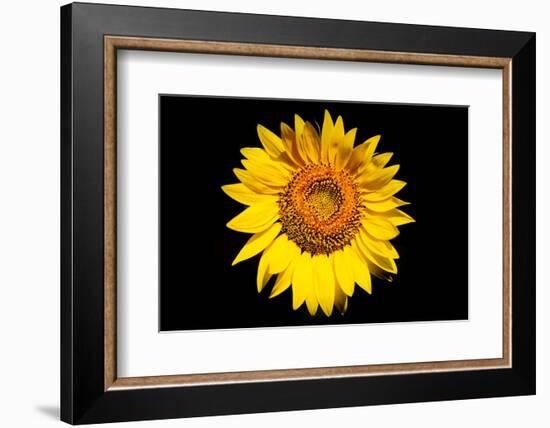 Accidental Sunflower-John Gusky-Framed Photographic Print