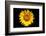 Accidental Sunflower-John Gusky-Framed Photographic Print