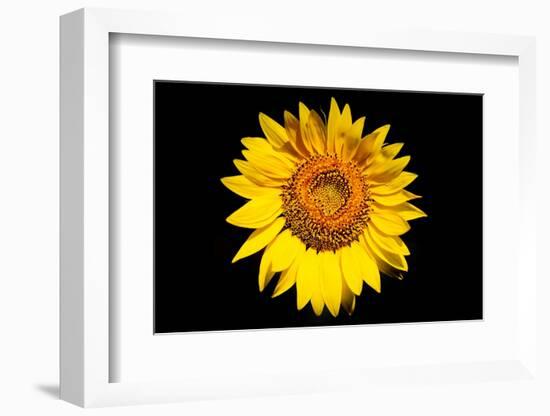 Accidental Sunflower-John Gusky-Framed Photographic Print