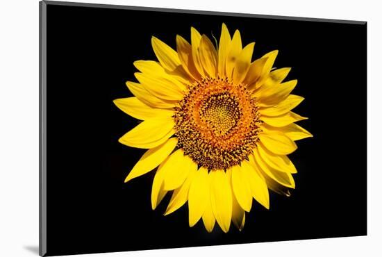 Accidental Sunflower-John Gusky-Mounted Photographic Print