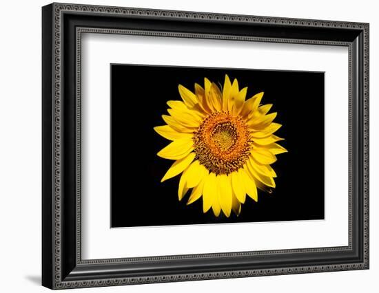 Accidental Sunflower-John Gusky-Framed Photographic Print