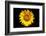 Accidental Sunflower-John Gusky-Framed Photographic Print