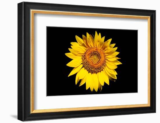 Accidental Sunflower-John Gusky-Framed Photographic Print