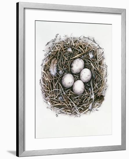 Accipiter Gentilis (Goshawk), 2000-Sandra Lawrence-Framed Giclee Print