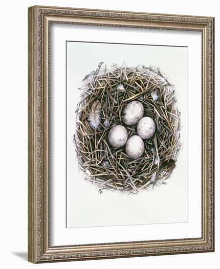 Accipiter Gentilis (Goshawk), 2000-Sandra Lawrence-Framed Giclee Print