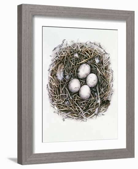 Accipiter Gentilis (Goshawk), 2000-Sandra Lawrence-Framed Giclee Print