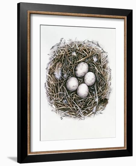 Accipiter Gentilis (Goshawk), 2000-Sandra Lawrence-Framed Giclee Print