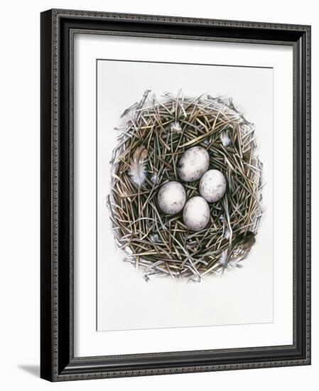 Accipiter Gentilis (Goshawk), 2000-Sandra Lawrence-Framed Giclee Print