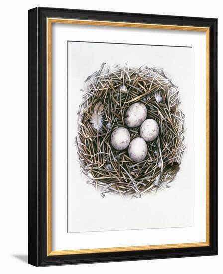 Accipiter Gentilis (Goshawk), 2000-Sandra Lawrence-Framed Giclee Print