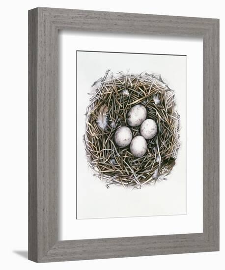 Accipiter Gentilis (Goshawk), 2000-Sandra Lawrence-Framed Giclee Print