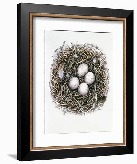 Accipiter Gentilis (Goshawk), 2000-Sandra Lawrence-Framed Giclee Print