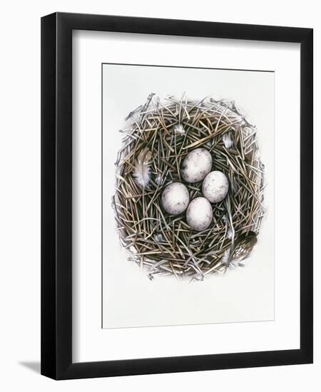 Accipiter Gentilis (Goshawk), 2000-Sandra Lawrence-Framed Giclee Print