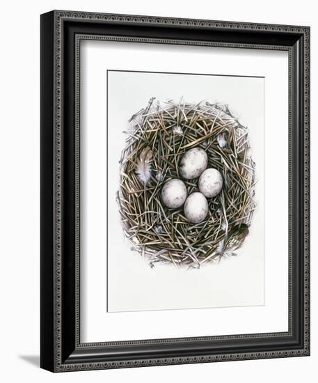 Accipiter Gentilis (Goshawk), 2000-Sandra Lawrence-Framed Giclee Print