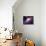 Accretion by a Supermassive Black Hole-null-Photographic Print displayed on a wall