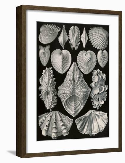Acephala Muscheln-Ernst Haeckel-Framed Art Print