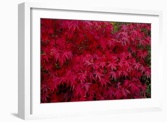 Acer Autumn-Charles Bowman-Framed Photographic Print