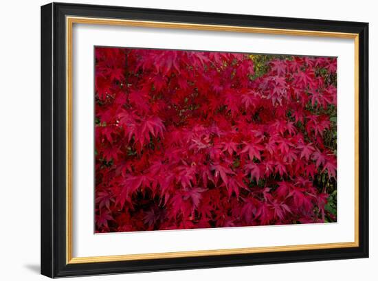 Acer Autumn-Charles Bowman-Framed Photographic Print