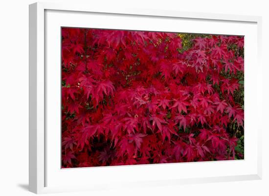 Acer Autumn-Charles Bowman-Framed Photographic Print