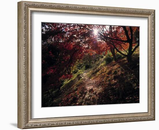 Acer Tree in Autumn-Jon Arnold-Framed Photographic Print