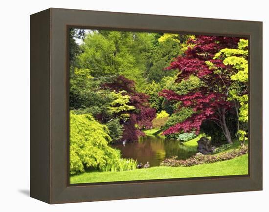 Acer Trees and Pond in Sunshine, Gardens of Villa Melzi, Bellagio, Lake Como, Lombardy, Italy-Peter Barritt-Framed Premier Image Canvas