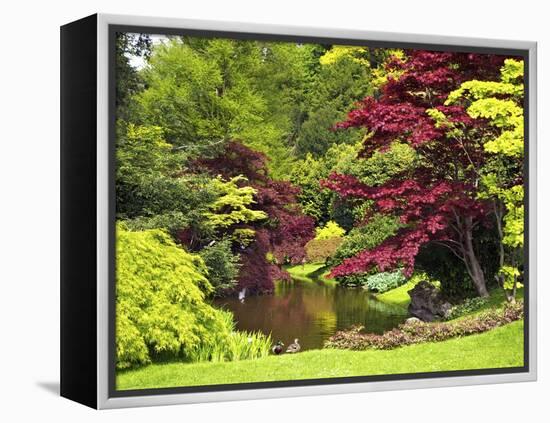 Acer Trees and Pond in Sunshine, Gardens of Villa Melzi, Bellagio, Lake Como, Lombardy, Italy-Peter Barritt-Framed Premier Image Canvas