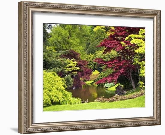 Acer Trees and Pond in Sunshine, Gardens of Villa Melzi, Bellagio, Lake Como, Lombardy, Italy-Peter Barritt-Framed Photographic Print